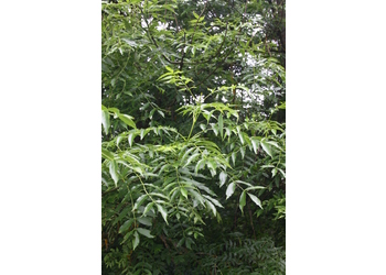 Gewöhnliche Esche (Fraxinus excelsior) - © Emanuel Trummer